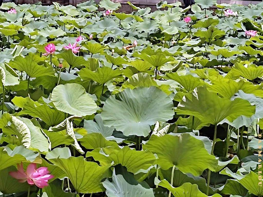 Kunming - Parc Cuihu - 58.jpg